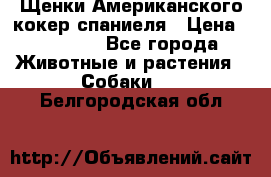 Щенки Американского кокер спаниеля › Цена ­ 15 000 - Все города Животные и растения » Собаки   . Белгородская обл.